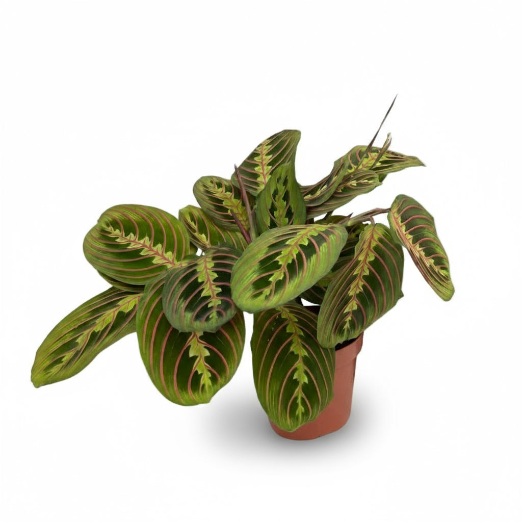 Maranta leuconeura ‘Fascinator’ – Plante dormeuse / Prayer Plant - Verdeia