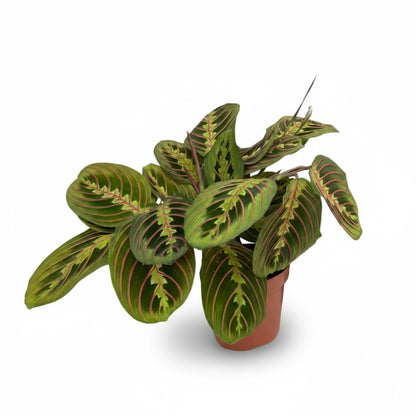 Maranta leuconeura ‘Fascinator’ – Plante dormeuse / Prayer Plant - Verdeia
