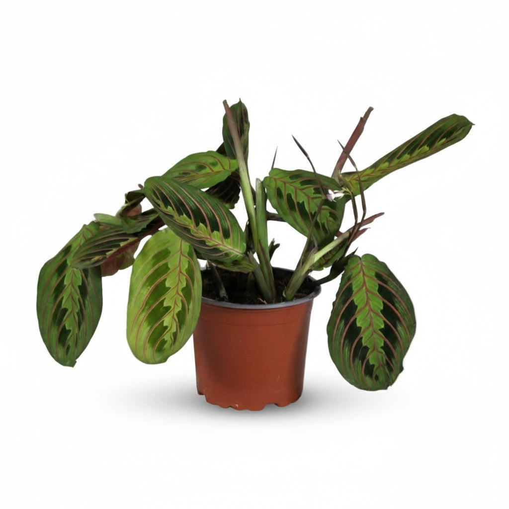 Maranta leuconeura ‘Fascinator’ – Plante dormeuse / Prayer Plant - Verdeia