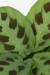 Maranta Leuconeura Kerchoveana — Planta de la oración — Ø12 cm — H30 cm - Verdeia - 2