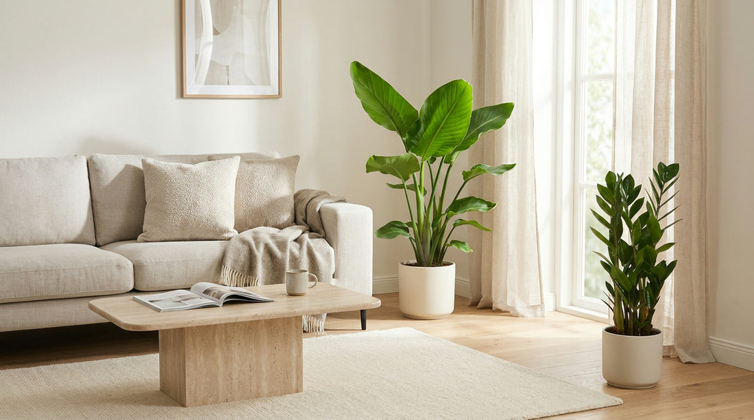Strelitzia Nicolai et Zamioculcas en pots céramique dans un salon lumineux meublé avec canapé en lin et tapis en laine