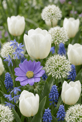 Mélange de bulbes de printemps bleu et blanc — Bulbes calibre 10/12 - Verdeia - 1