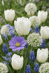 Mélange de bulbes de printemps bleu et blanc — Bulbes calibre 10/12 - Verdeia - 1