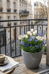 Mélange de bulbes de printemps bleu et blanc — Bulbes calibre 10/12 - Verdeia - 4