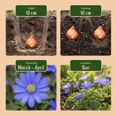 Mélange de bulbes de printemps bleu et blanc — Bulbes calibre 10/12 - Verdeia - 6