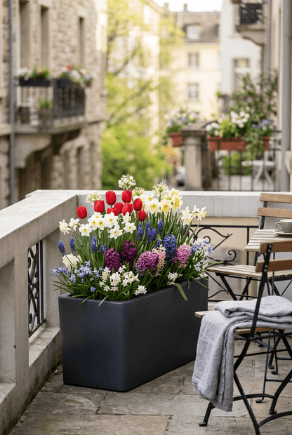 Mélange de bulbes de printemps rouge, bleu et blanc — Bulbes calibre 10/12 - Verdeia - 3