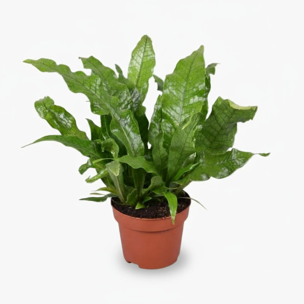 Microsorum Crocodyllus – Fougère Crocodile - Verdeia