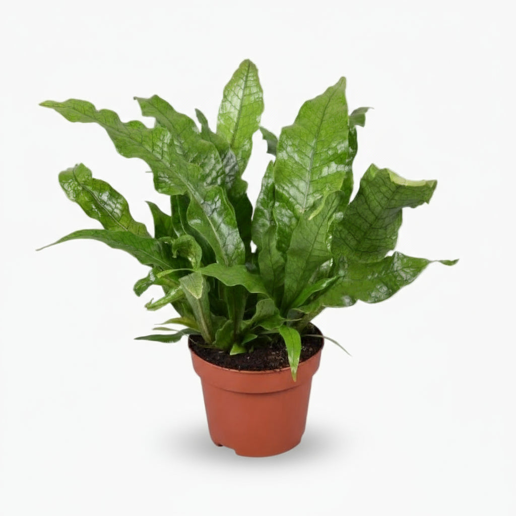 Microsorum Crocodyllus – Fougère Crocodile - Verdeia