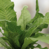 Helecho Cocodrilo — Microsorum Crocodyllus — Ø12 cm — H30 cm - Verdeia - 3