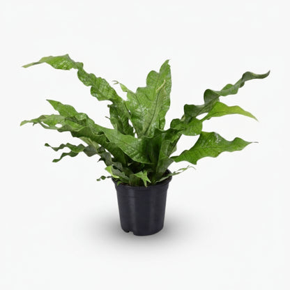 Microsorum Crocodyllus – Fougère Crocodile - Verdeia