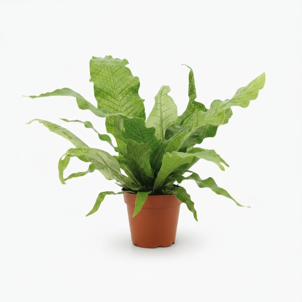 Microsorum Crocodyllus – Fougère Crocodile - Verdeia