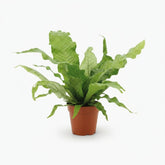 Helecho Cocodrilo — Microsorum Crocodyllus — Ø12 cm — H30 cm - Verdeia - 2