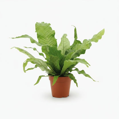 Microsorum Crocodyllus – Fougère Crocodile - Verdeia