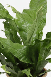 Microsorum Diversifolium — Helecho canguro — Ø17 cm — H45 cm - Verdeia - 2