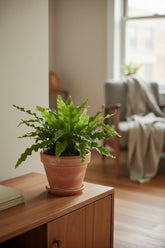 Microsorum Diversifolium — Helecho canguro — Ø17 cm — H45 cm - Verdeia - 4