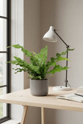 Microsorum Diversifolium — Helecho canguro — Ø17 cm — H45 cm - Verdeia - 3