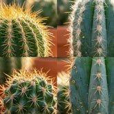 Mini cactus assortis — H5-10 cm | Pot Ø5,5 cm - Verdeia - 2