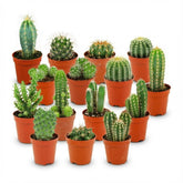 Mini cactus assortis — H5-10 cm | Pot Ø5,5 cm - Verdeia - 7