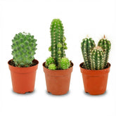 Mini cactus assortis — H5-10 cm | Pot Ø5,5 cm - Verdeia - 1