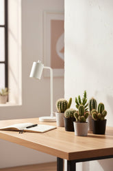 Mini cactus assortis — H5-10 cm | Pot Ø5,5 cm - Verdeia - 9