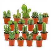 Mini cactus assortis — H5-10 cm | Pot Ø5,5 cm - Verdeia - 10