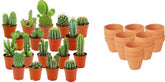Mini cactus en pots terre cuite — H5-10 cm | Pot Ø8,1 cm - Verdeia - 7