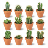 Mini cactus en pots terre cuite — H5-10 cm | Pot Ø8,1 cm - Verdeia - 5