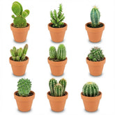 Mini cactus en pots terre cuite — H5-10 cm | Pot Ø8,1 cm - Verdeia - 4