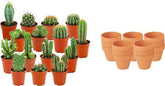 Mini cactus en pots terre cuite — H5-10 cm | Pot Ø8,1 cm - Verdeia - 6