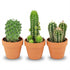 Mini cactus en pots terre cuite — H5-10 cm | Pot Ø8,1 cm - Verdeia - 1