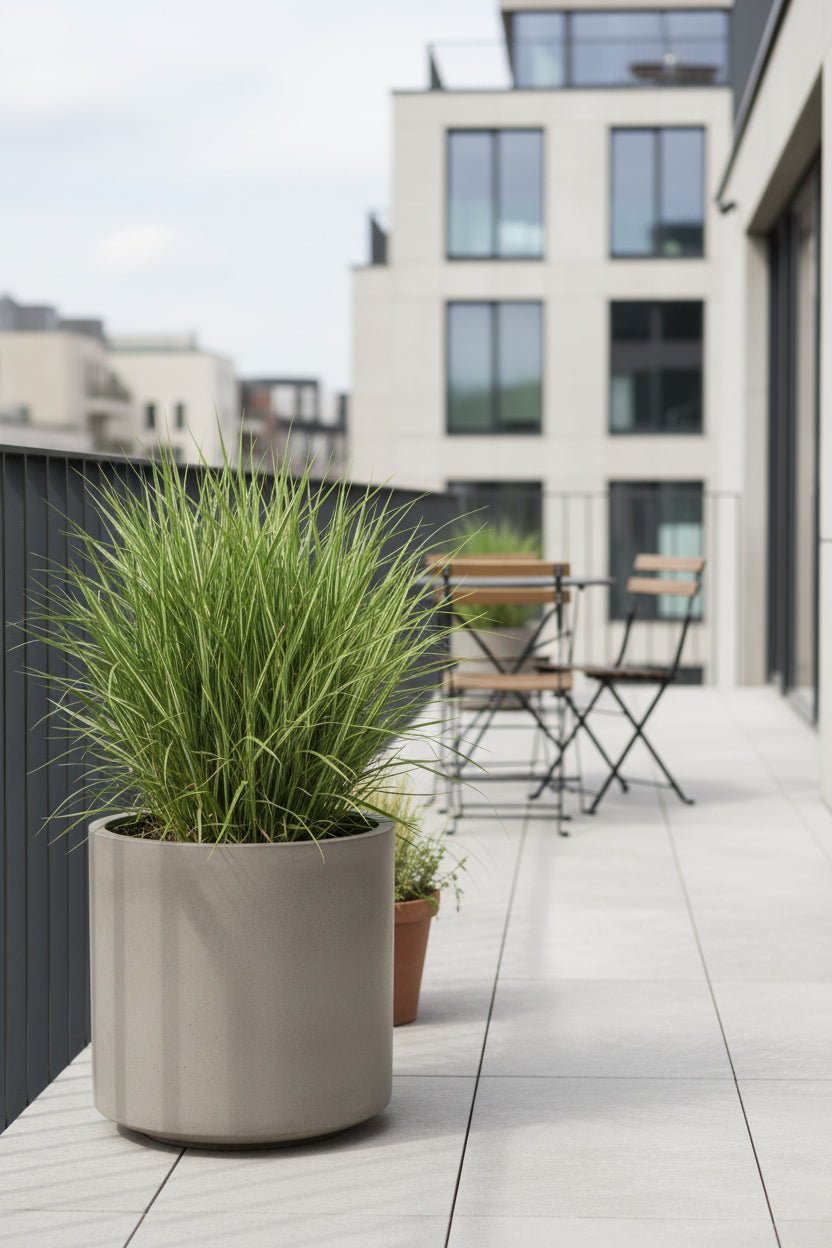 Miscanthus sinensis Strictus (Roseau zébré) - Verdeia - 4