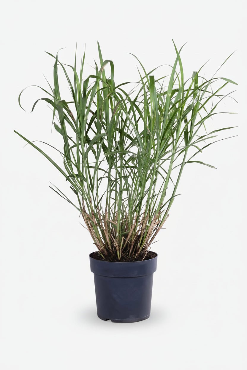 Miscanthus sinensis Strictus (Roseau zébré) - Verdeia - 1