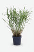 Miscanthus sinensis Strictus (Caña rayada) - Verdeia - 1