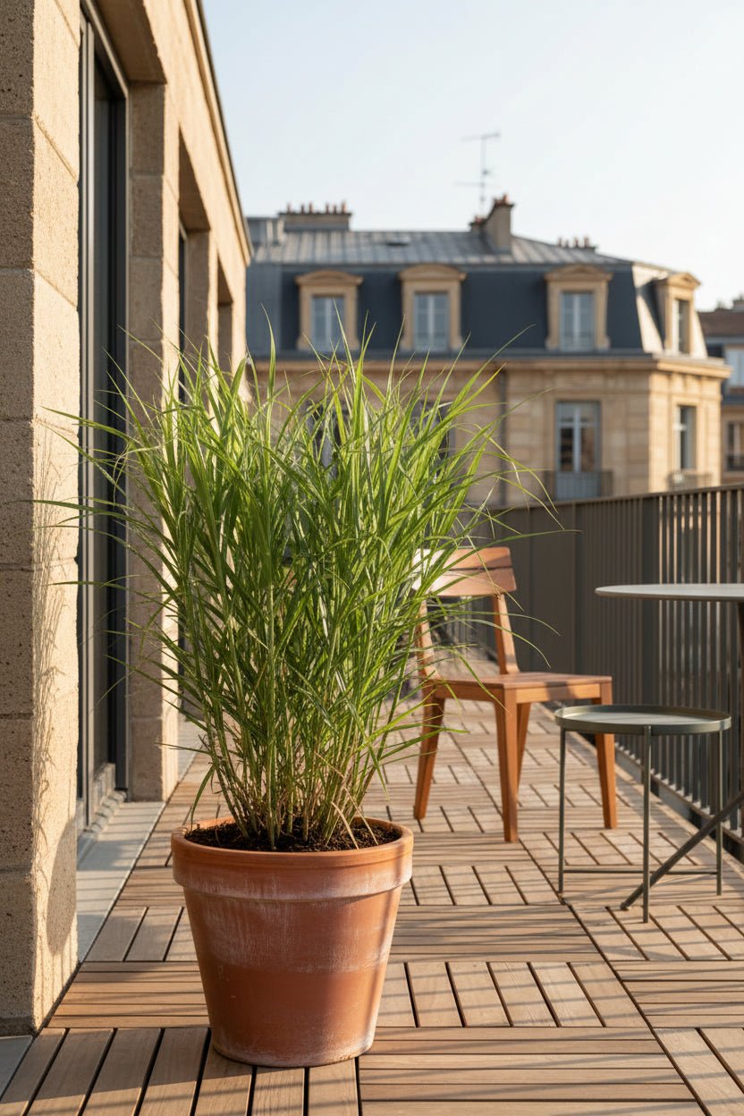 Miscanthus sinensis Strictus (Roseau zébré) - Verdeia - 6