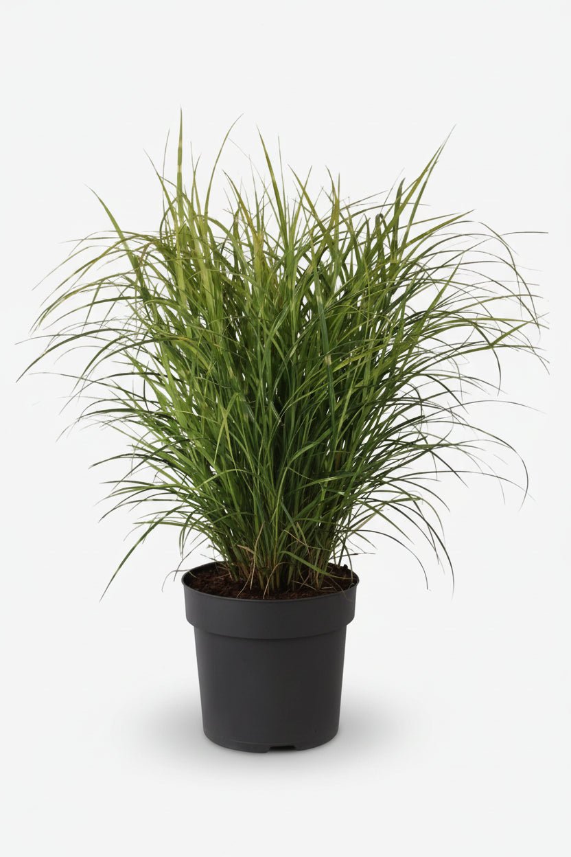 Miscanthus sinensis Strictus (Roseau zébré) - Verdeia - 3