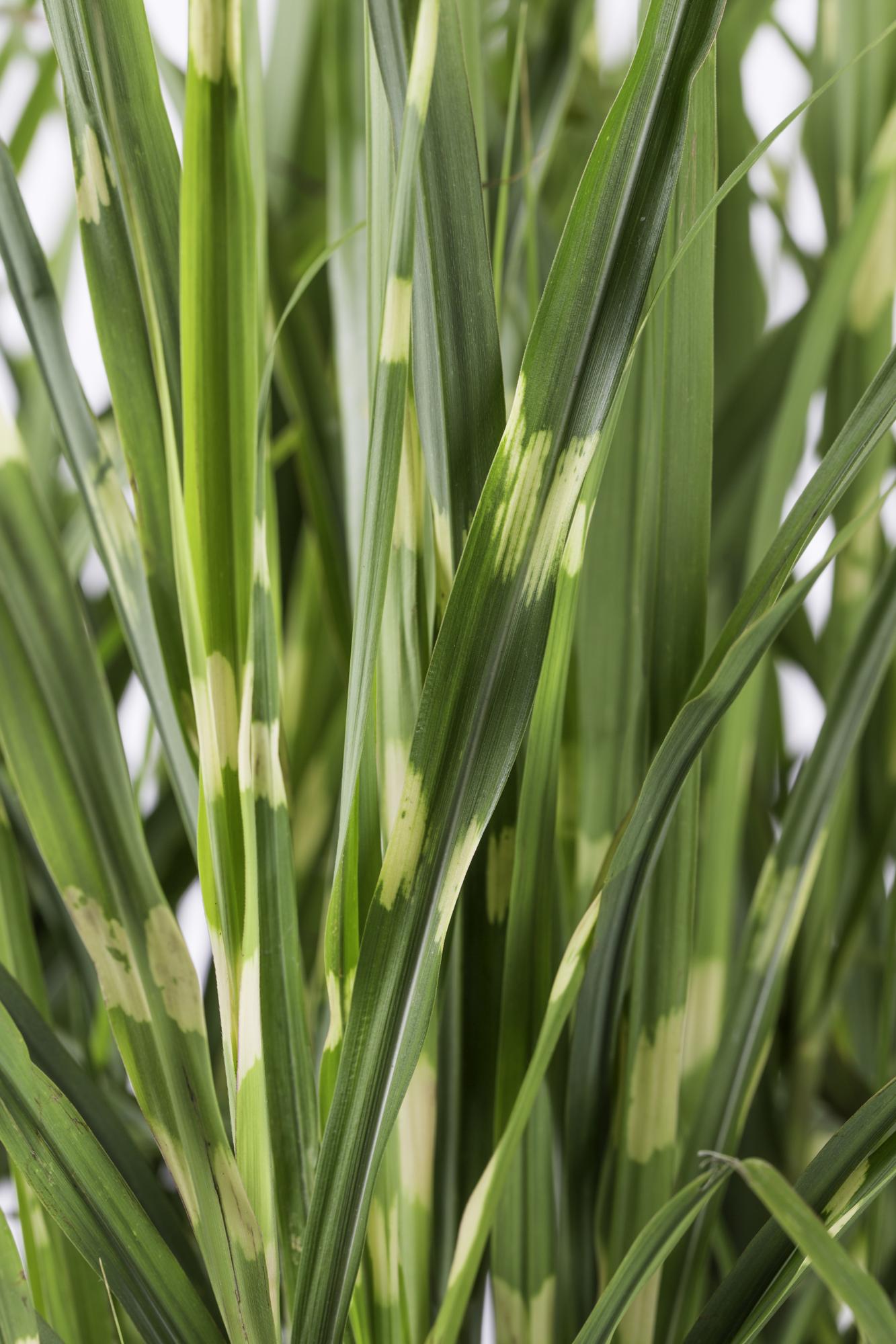 Miscanthus sinensis Strictus (Roseau zébré) - Verdeia - 2