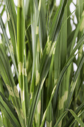 Miscanthus sinensis Strictus (Roseau zébré) - Verdeia - 2