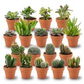 Mix cactus et succulentes en pots terre cuite — H5-10 cm | Pot Ø8,1 cm - Verdeia - 2