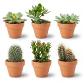 Mix cactus et succulentes en pots terre cuite — H5-10 cm | Pot Ø8,1 cm - Verdeia - 1
