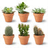 Mix cactus et succulentes en pots terre cuite — H5-10 cm | Pot Ø8,1 cm - Verdeia - 1