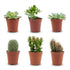 Mix cactus et succulentes — H5-10 cm | Pot Ø5,5 cm - Verdeia - 1