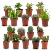 Mix cactus et succulentes — H5-10 cm | Pot Ø5,5 cm - Verdeia - 3