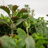 Mix de 10 suculentas — Plantas crasas surtidas — Ø5,5 cm — H7 cm - Verdeia - 2