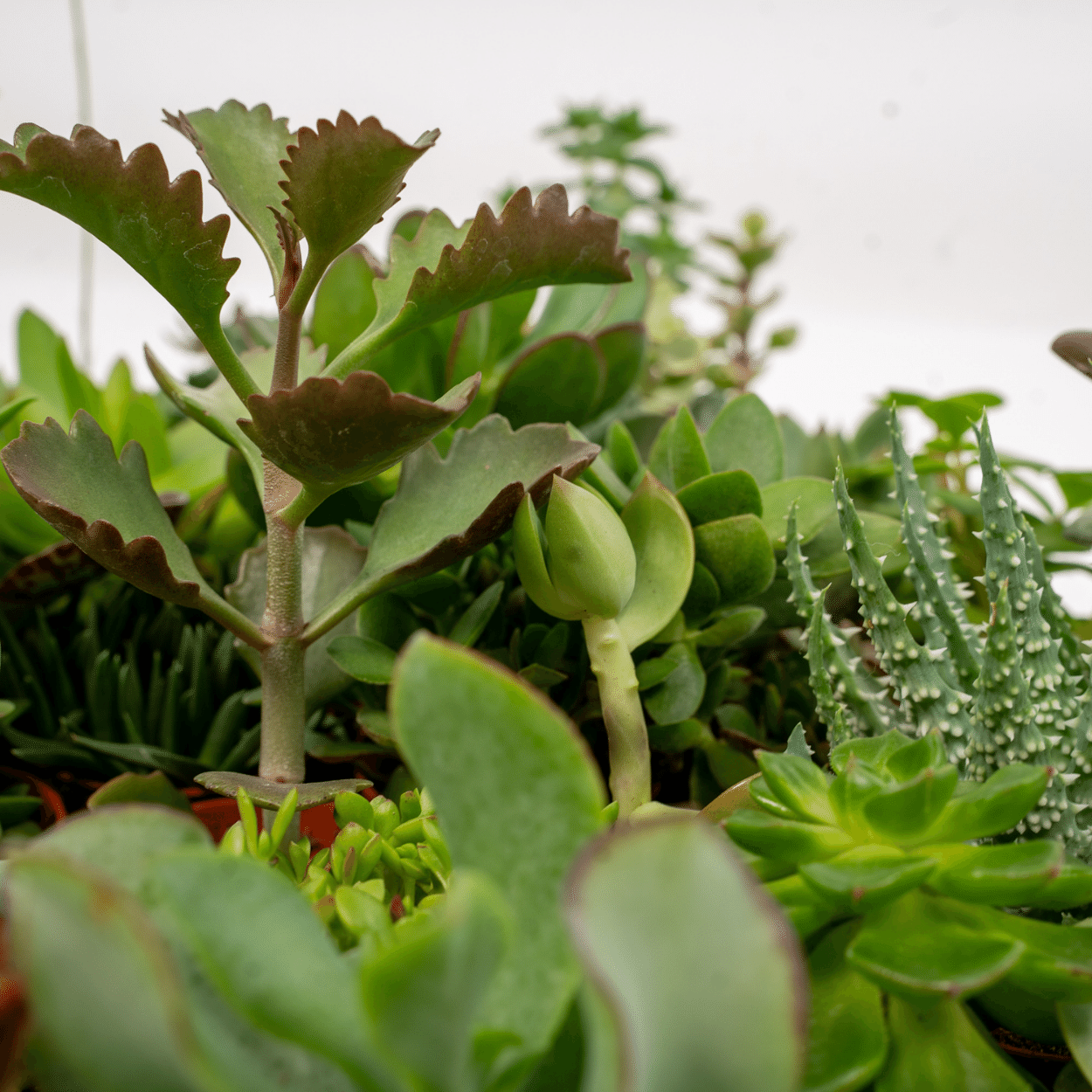 Mix de 10 suculentas — Plantas crasas surtidas — Ø5,5 cm — H7 cm - Verdeia - 2