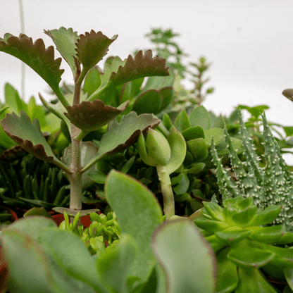 Mix de 10 suculentas — Plantas crasas surtidas — Ø5,5 cm — H7 cm - Verdeia - 2