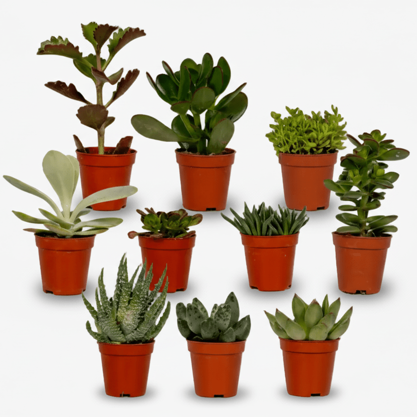 Mezcla de 10 suculentas — Plantas crasas surtidas — Ø5,5 cm — H7 cm - Verdeia - 1