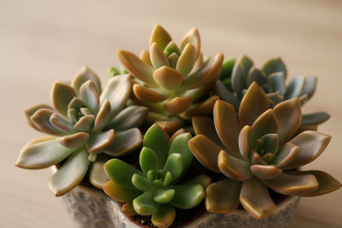 Mix de 20 Succulentes - 5,5 x 10 cm - Verdeia