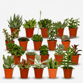 Mix of 20 Succulents — Succulent plants — Ø5.5 cm — H7 cm - Verdeia - 1