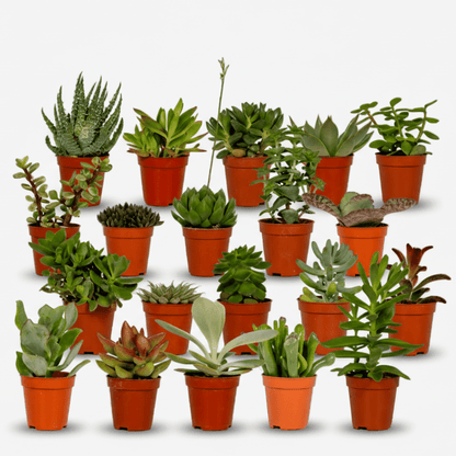 Mix of 20 Succulents — Succulent plants — Ø5.5 cm — H7 cm - Verdeia - 1