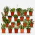 Mix of 20 Succulents — Succulent plants — Ø5.5 cm — H7 cm - Verdeia - 1